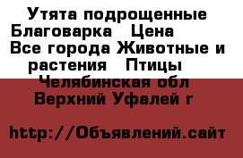 Утята подрощенные Благоварка › Цена ­ 100 - Все города Животные и растения » Птицы   . Челябинская обл.,Верхний Уфалей г.